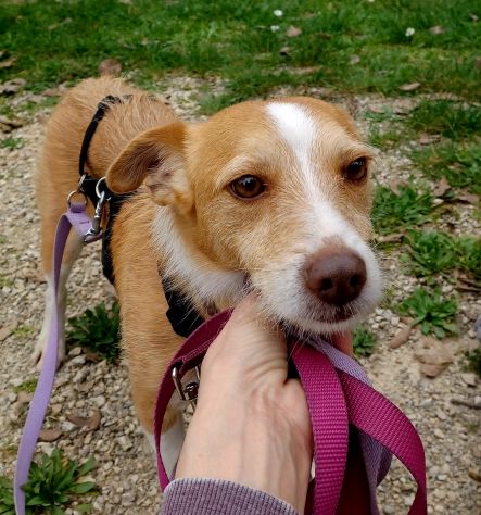 CLIP cagnolino taglia piccola in adozione