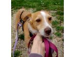 CLIP cagnolino taglia piccola in adozione