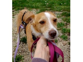 CLIP cagnolino taglia piccola in adozione