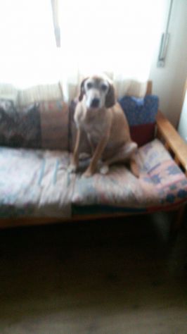 ATHOS, dolce cane senza fissa dimora - Foto 2