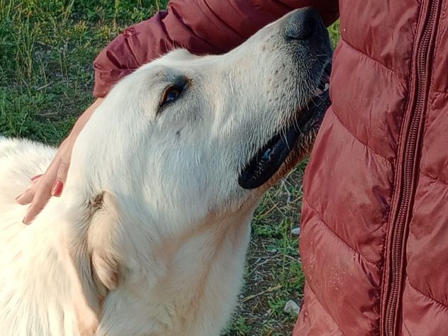 EDO, DOLCE CUCCIOLONE - Foto 3