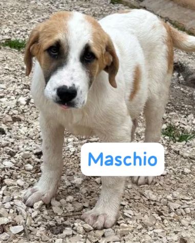 CUCCIOLI 4 MESI TAGLIA MEDIA - Foto 2