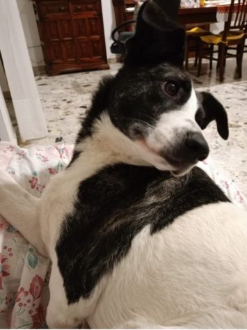 Femmina TRIPODE 3ANNI URGENTE STALLO/ADOZIONE !NUORO - Foto 4