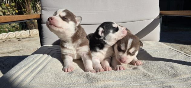 Cuccioli di Siberian Husky con occhi azzurri - Foto 2