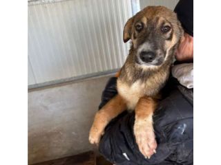 CUCCIOLI IN ADOZIONE: JOHNNY ADORABILE LUPETTO