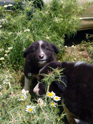 Cuccioli Border Collie - Foto 6