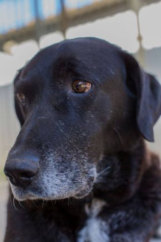 TOTO', la perla nera - Foto 4