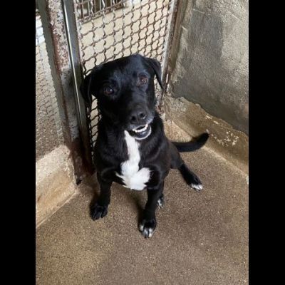 BORIS FANTASTICO ESEMPLARE DI CANE COZZA! DOLCISSIMO CAGNOLINO IN ADOZIONE - Foto 4