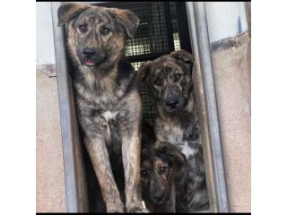 UGO, gioioso e dolcissimo cucciolo in adozione