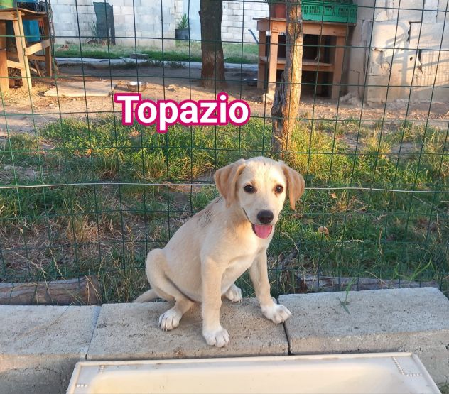 CUCCIOLI DI 3 MESI - Foto 4