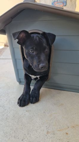 Totò: 3 mesi incrocio pittbull - Foto 2