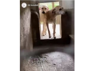 JANNICH E CARLOS CUCCIOLI IN ADOZIONE