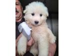 CUCCIOLI MAREMMANI 2 MESI IN CANILE