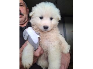 CUCCIOLI MAREMMANI 2 MESI IN CANILE