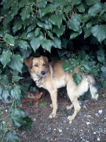 Due teneri cagnolini per strada! - Foto 3