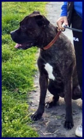 TYSON 3anni bravo,sfortunato mix pit-amstaff rimasto solo! - Foto 5