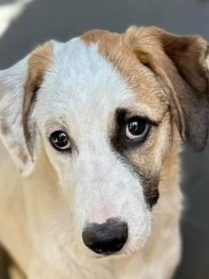 CUCCIOLA IN ADOZIONE TELMA