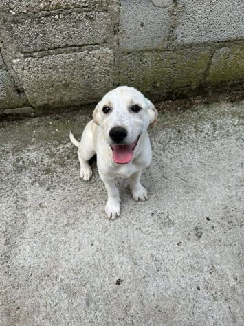 Roby cucciolo - Foto 4