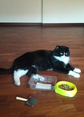 gatto in regalo per adozione in famiglia