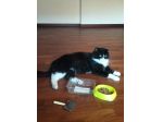gatto in regalo per adozione in famiglia