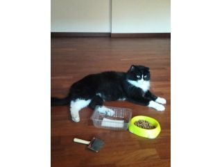 gatto in regalo per adozione in famiglia