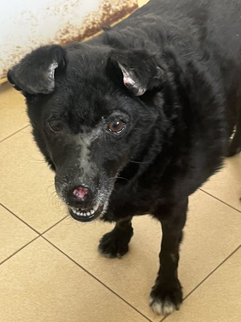 Ninuccia una dolce cagnolina aspetta una famiglia - Foto 6