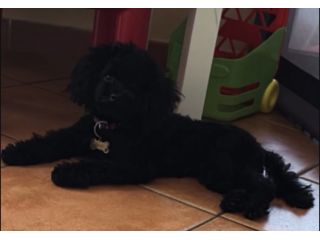 Barboncino toy total black