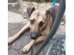 Tango, cane dolcissimo (colore focato, meticcio)