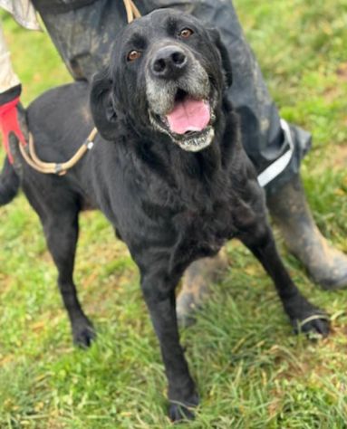 NEGRITA DOLCISSIMA SIMIL LABRADOR CANE IN ADOZIONE - Foto 4