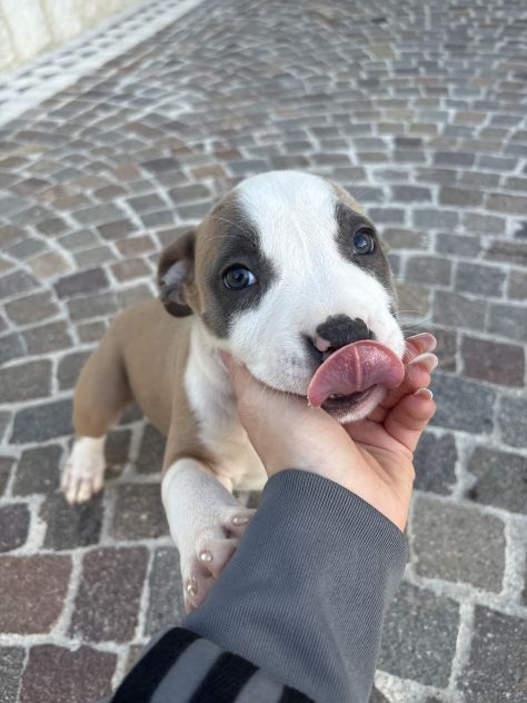 Cuccioli Amstaff - Foto 4