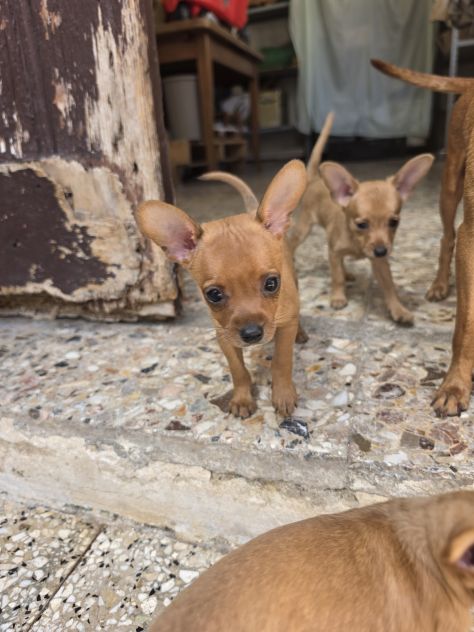 Pinscher - Foto 5