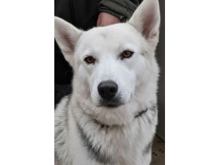 Oscar bellissimo mix husky in adozione