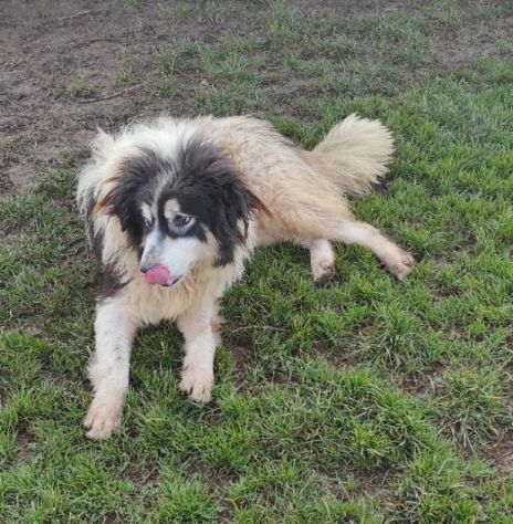 CANE IN ADOZIONE: PEGGY, dolce e determinata. - Foto 6