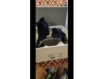 Vendo per errato acquisto stivaletti the Flexx neri di camoscio n38