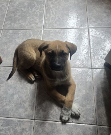 Cucciolo da adottare - Foto 2