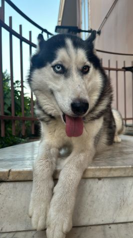 Cerco femmina Husky per accoppiamento - Foto 2