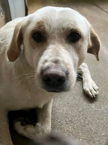 GIOSUE' RASSEGNATO ALLA RECLUSIONE, CAGNOLINO IN ADOZIONE - Foto 3