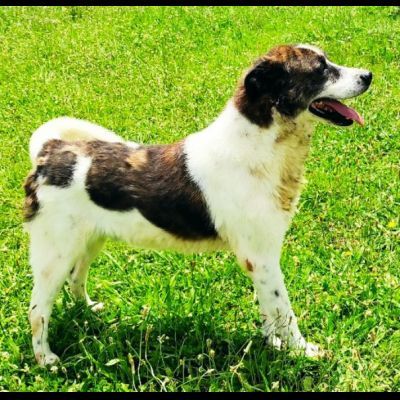 DOC LA DOLCEZZA, cane in adozione - Foto 8