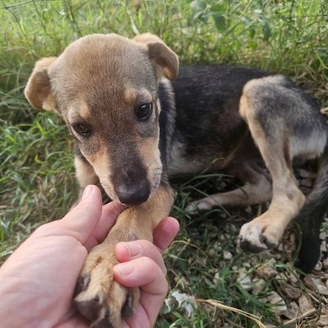 Agostina cucciola - Foto 4