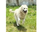 RUNNER CANE IN ADOZIONE