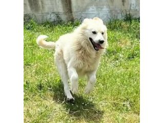 RUNNER CANE IN ADOZIONE