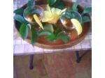 Hibiscus Uno