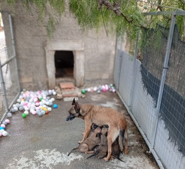 Malinois cuccioli - Foto 3