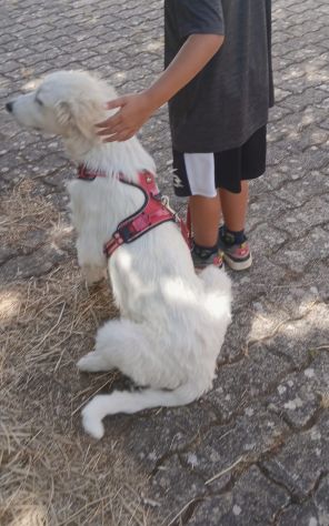 Magnifico cucciolo taglia grande - Foto 5