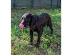Leo giovane cagnolino taglia medio piccola 12,14 kg