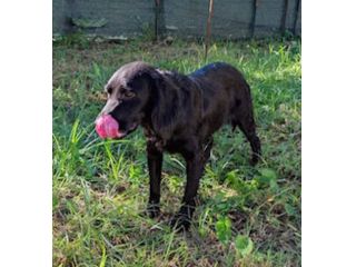 Leo giovane cagnolino taglia medio piccola 12,14 kg