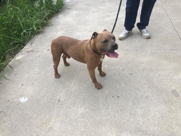 Cesare Amstaff - Foto 5