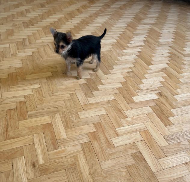 Simil yorkshire terrier da padre 1,200 kg - Foto 2