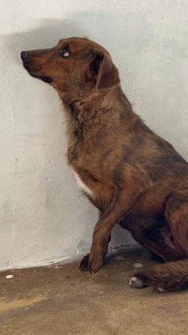 HOLLANDE, SPAVENTATA DAL CANILE CAGNOLINA IN ADOZIONE - Foto 3