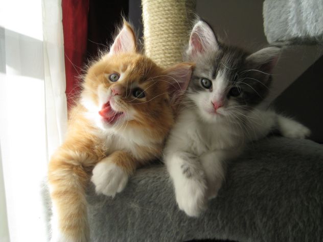 Cuccioli di Maine Coon - Foto 2